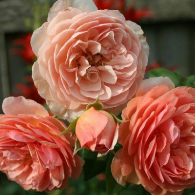 Роза "William Morris"