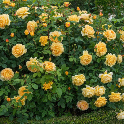 Роза "Golden Celebration"