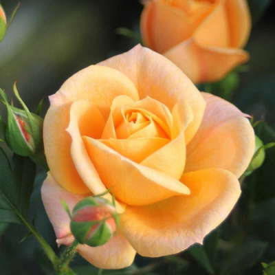 Роза "Apricot Clementine"
