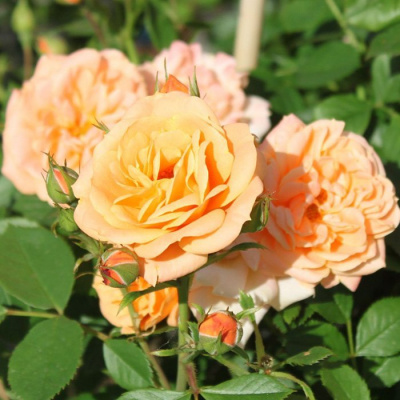 Роза "Apricot Clementine"